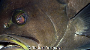 Yellowmouth grouper, Red Beryl, Bonaire by Tobias Reitmayr 